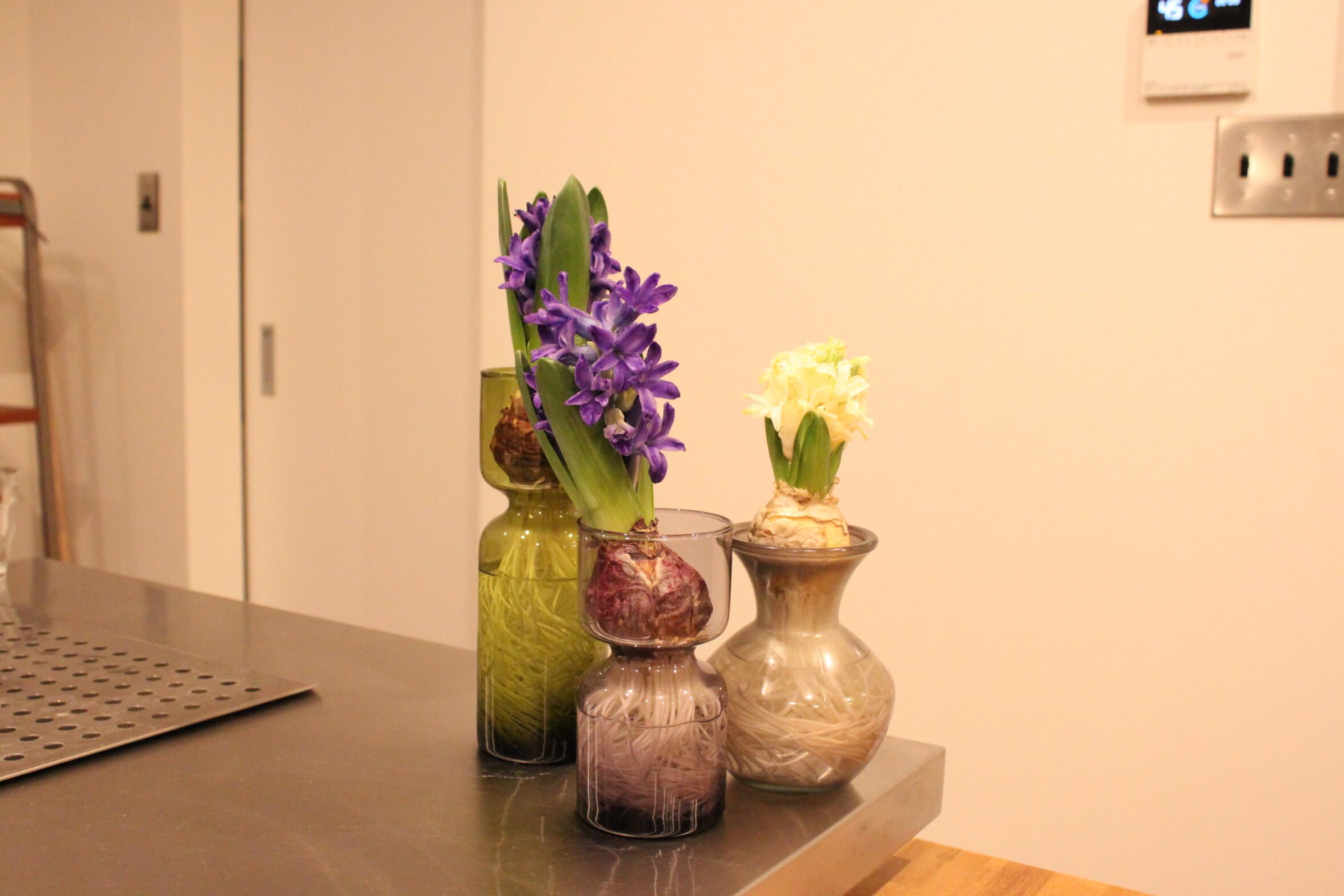 水栽培日記その 無印良品から根付きチューリップ ムスカリのネット限定発売 暮らしの音