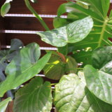 【観葉植物】小さく買って大きく育てる♡我が家のウッドデッキのグリーンたちのこと【ウッドデッキ】
