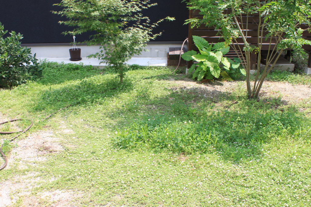 繁殖力がすごい グランドカバーにヒメイワダレソウ リピア リッピア 成長の様子 家づくり お金をかけない庭づくり 暮らしの音