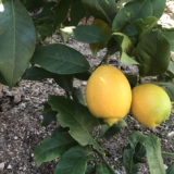 「レモンの木」栽培・成長日記　植え付け〜収穫までの記録【収穫した檸檬の楽しみ方】
