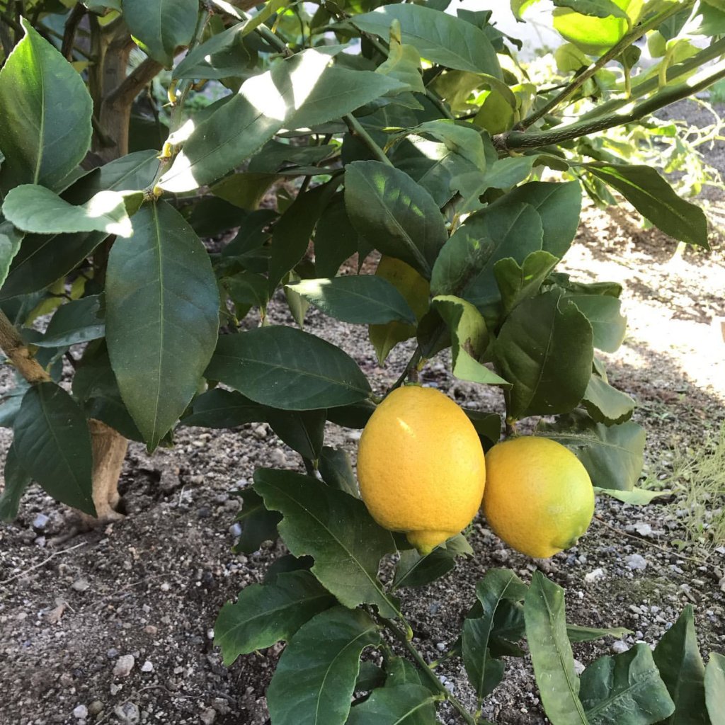 レモンの木 栽培 成長日記 植え付け 収穫までの記録 収穫した檸檬の楽しみ方 暮らしの音