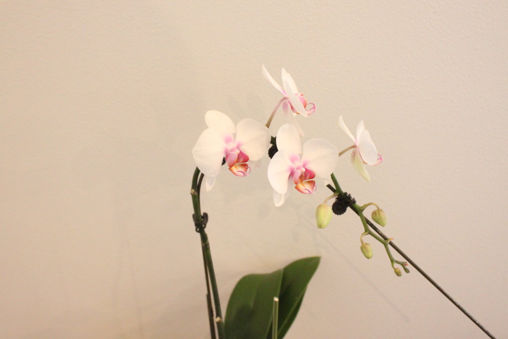 胡蝶蘭を育てて咲かせよう 初心者にもおすすめ 自宅用の洋蘭栽培セット 暮らしの音
