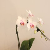 胡蝶蘭を育てて咲かせよう。初心者にもおすすめ〜自宅用の洋蘭栽培セット